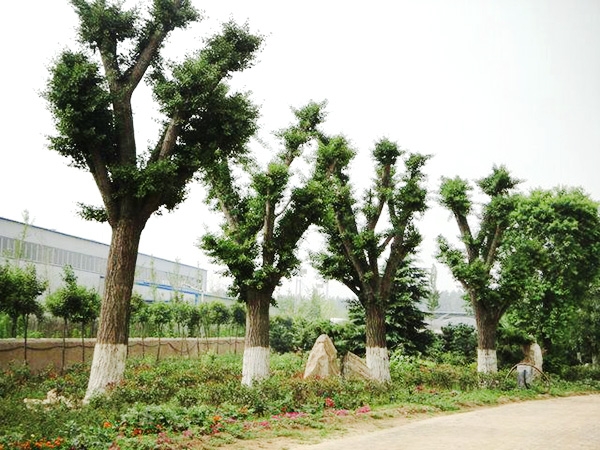 實(shí)景展示