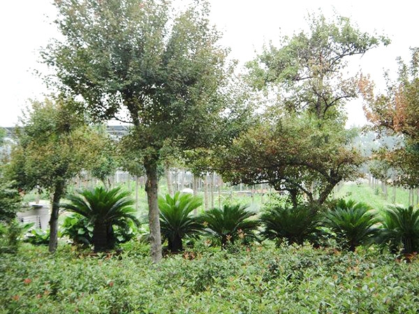 實(shí)景展示