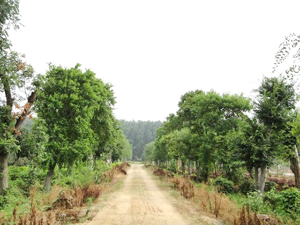 實(shí)景展示