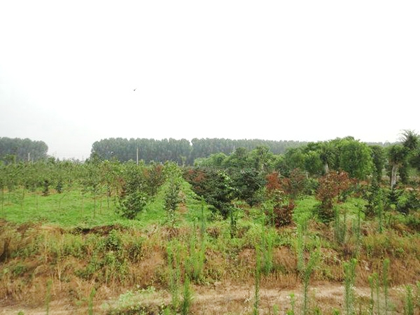 實(shí)景展示