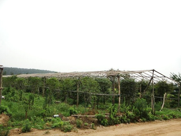 實(shí)景展示