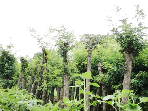 實(shí)景展示