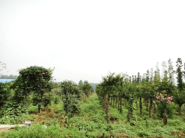 實(shí)景展示