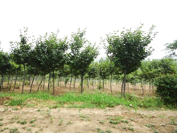 實(shí)景展示