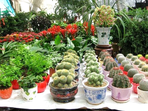 花卉外景