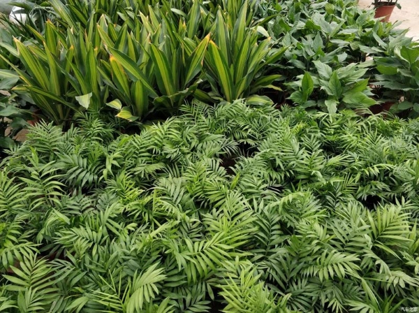 養(yǎng)綠植的好處有哪些？