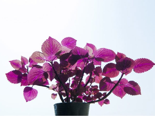 花卉攤位租賃-興隆花卉示范園為您普及室內養植物的好處。