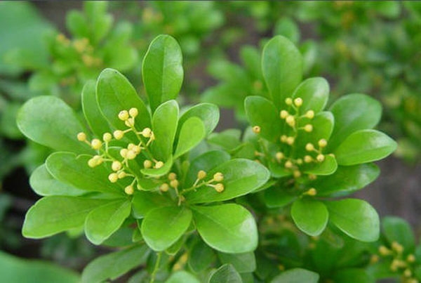 濟寧大型花卉批發(fā)市場(chǎng)，兗州興隆花卉大市場(chǎng)，霜降節氣寄語(yǔ)