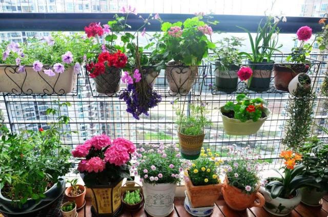 養(yǎng)花的5個好處，堪比人生財(cái)富，賺大了！